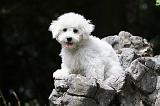 BICHON FRISE 508